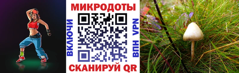 что такое   Цимлянск  Псилоцибиновые грибы Psilocybine cubensis 